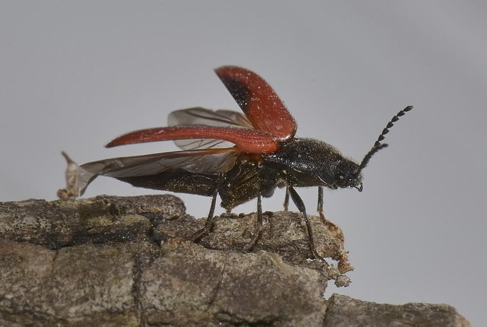 Ampedus cf. sanguinolentus